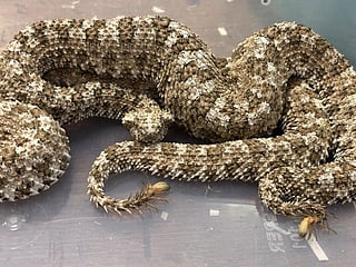 India: Plane passenger with 16 live snakes stopped in Mumbai