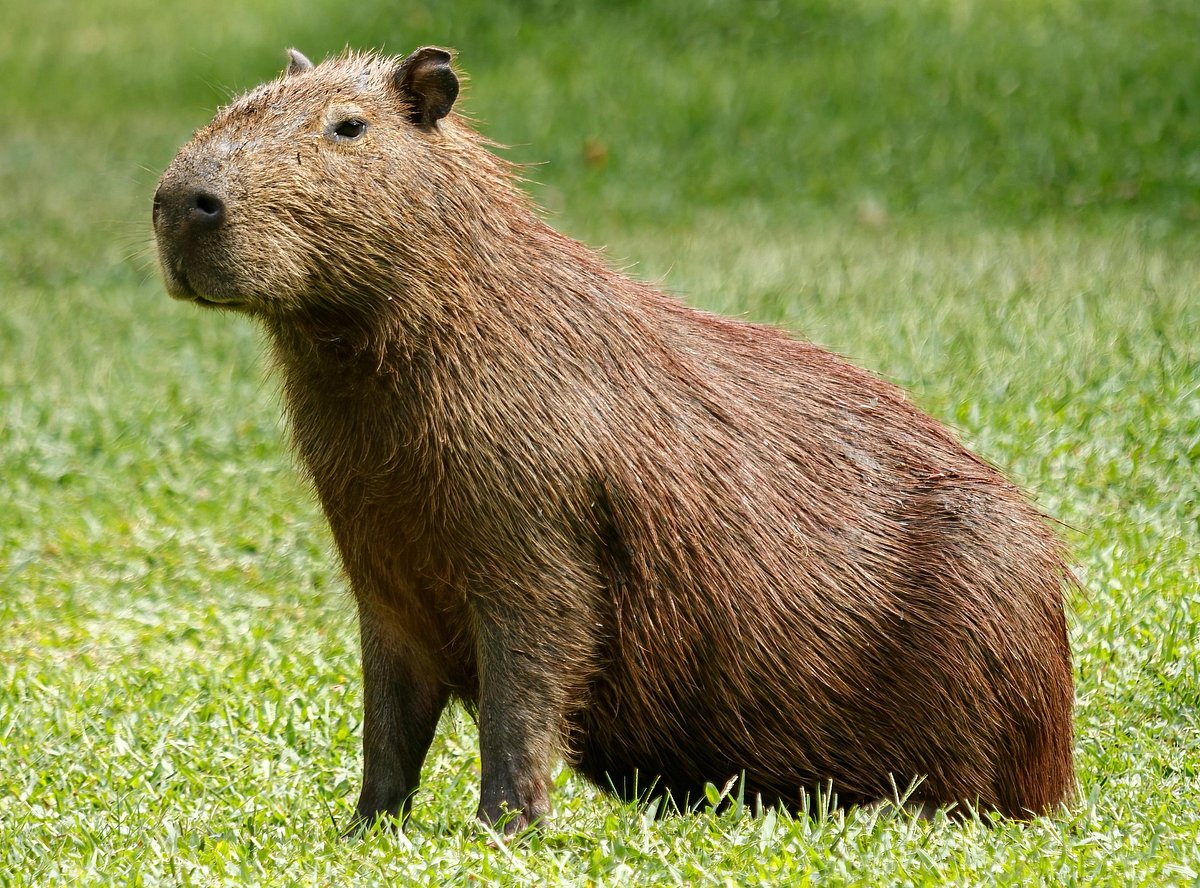Representational image. A capybara (Hydrochoerus hydrochaeris).