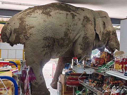The male elephant, named Plai Biang Lek, ransacks sweet rice crackers at shop in Nakhon Ratchasima province, Thailand, Monday, June 2, 2025. 