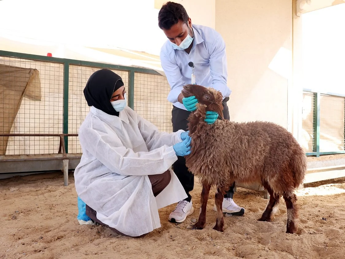 As many as 28 veterinarians and assistants have been designated to examine livestock at Sharjah’s animal market. 