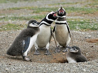 Mumbai zoo Penguins to get Marathi names? BJP’s unique suggestion