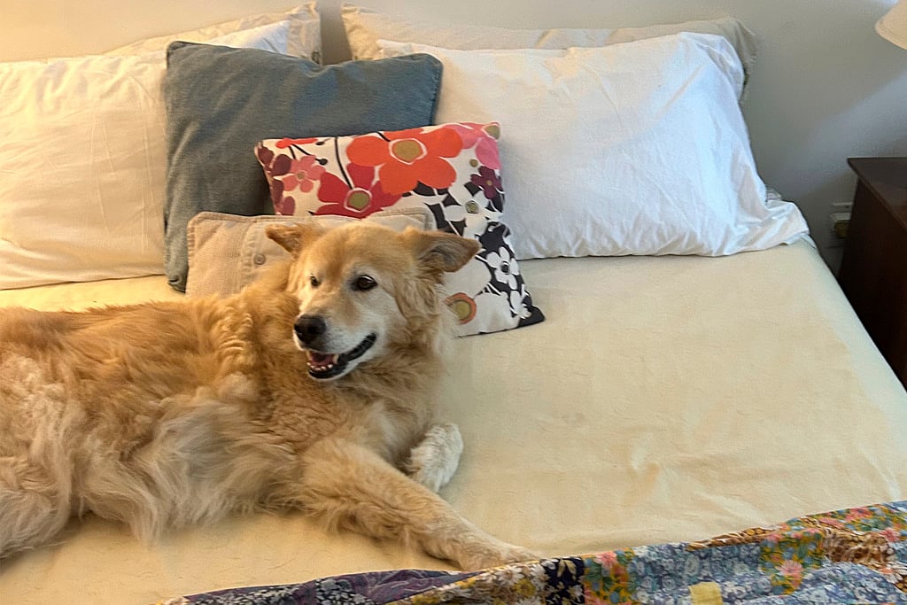 Dogs’ and cats’ natural sleep cycles aren't the same as those of humans.
