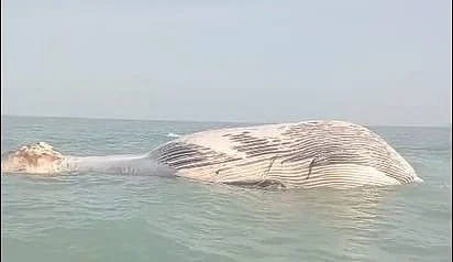 The carcass of a 35-foot blue whale has been discovered in Balochistan’s Gwater Bay.