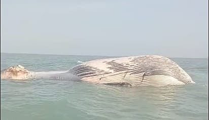 The carcass of a 35-foot blue whale has been discovered in Balochistan’s Gwater Bay.