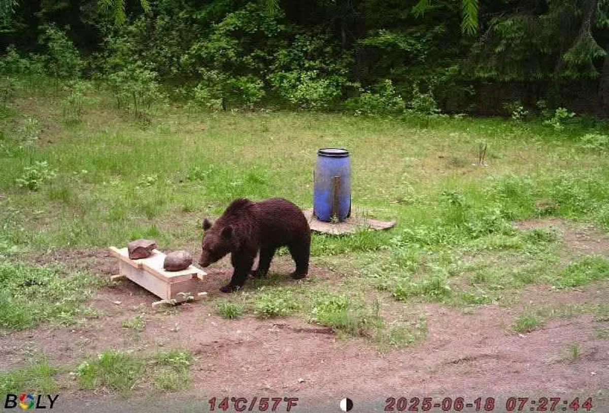 Bear in Vilnius: Hunters reject order to kill