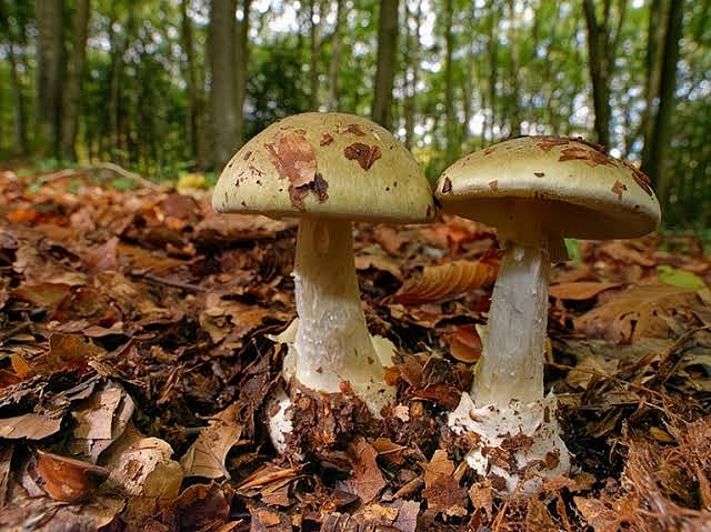 'Amanita phalloides' commonly known as the 'death cap', is a deadly poisonous basidiomycete fungus and mushroom, one of many in the genus Amanita.
