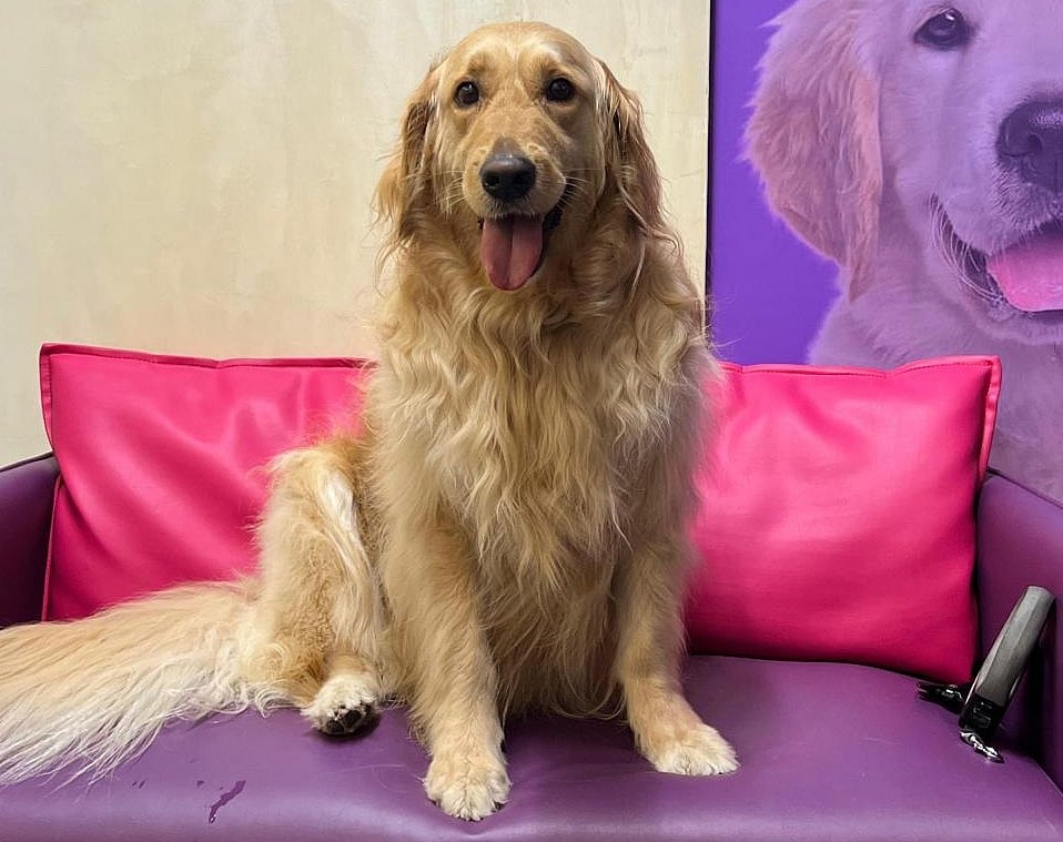 Ali Roozitalab’s golden retriever Maya was trapped in a Dubai Marina residential tower fire that forced evacuation of more than 3,000 residents. Thanks to the bravery of Dubai Police Search and Rescue teams, urgent veterinary care, and support from a pet community, Maya survived nearly 27 hours amid thick smoke and flames.