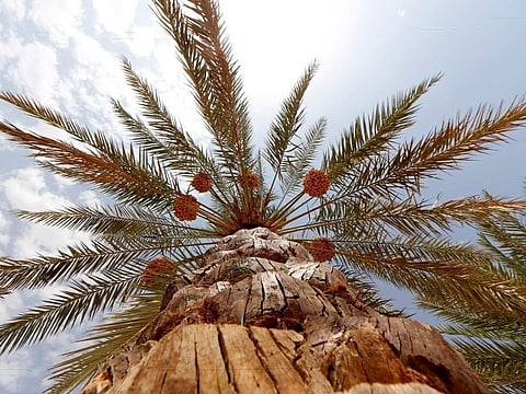 Abu Dhabi: Carve palm trunks into art, win prizes at Liwa Festival