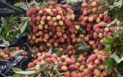 In a first, India exporting rose-scented litchis from Punjab to Qatar, UAE.
