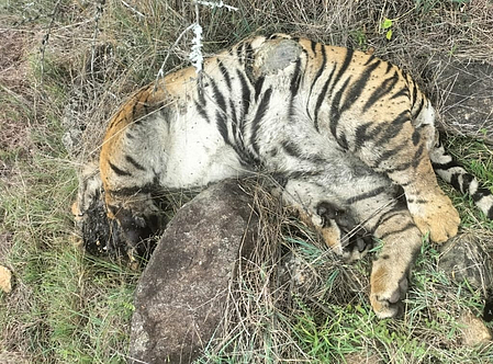 Death of 5 tigers: Three arrested for poisoning big cats in revenge for cow