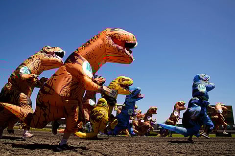 T-Rex racers participate in a preliminary heat during the "T-Rex World Championship Races" at Emerald Downs, Sunday, June 29, 2025, in Auburn, Washington. 