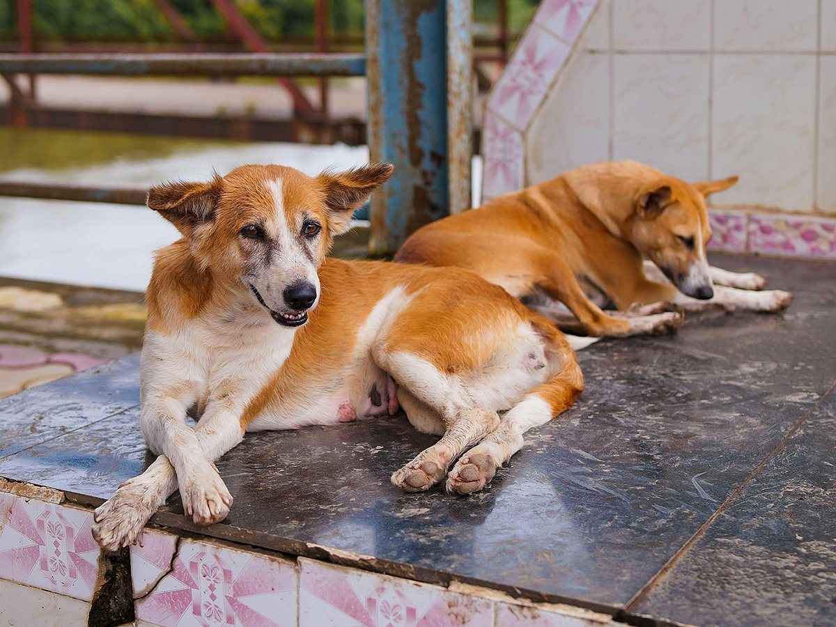Stray dogs