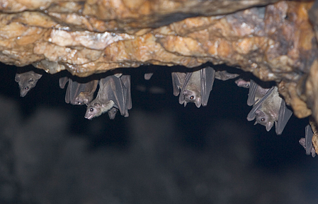Lyssavirus is transmitted from infected bats to humans when the virus in bat saliva enters the body through a bat bite or scratch. 