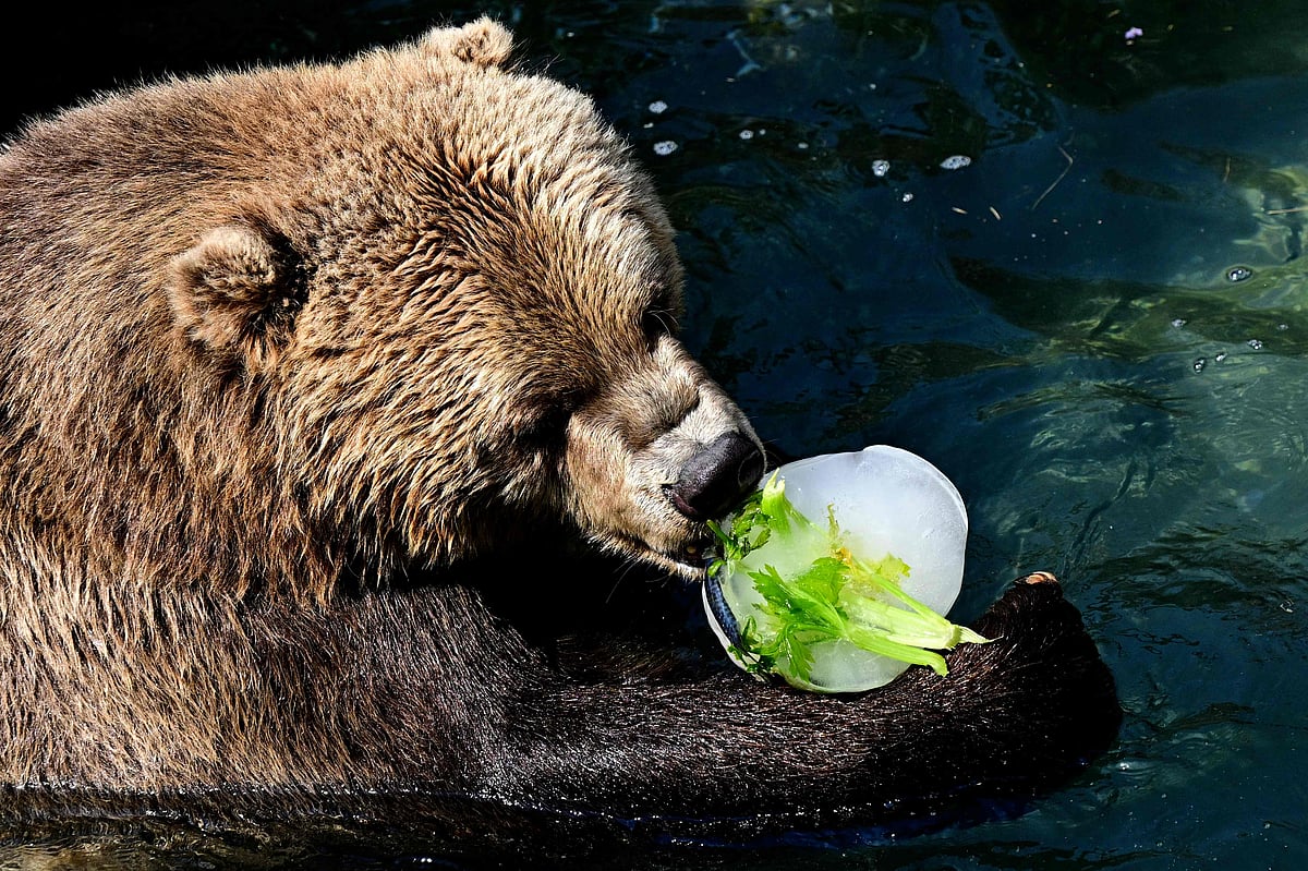 A bear enjoys frozen food at Rome Zoological Garden "Bioparco" during a heat wave in Rome.