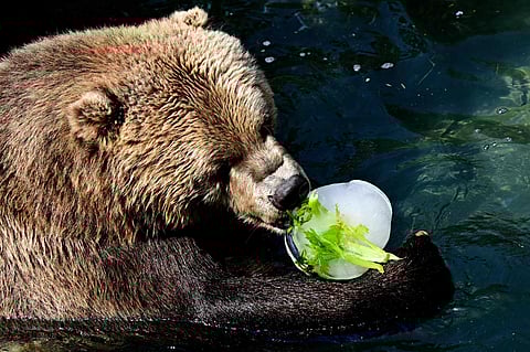 A bear enjoys frozen food at Rome Zoological Garden "Bioparco" during a heat wave in Rome.