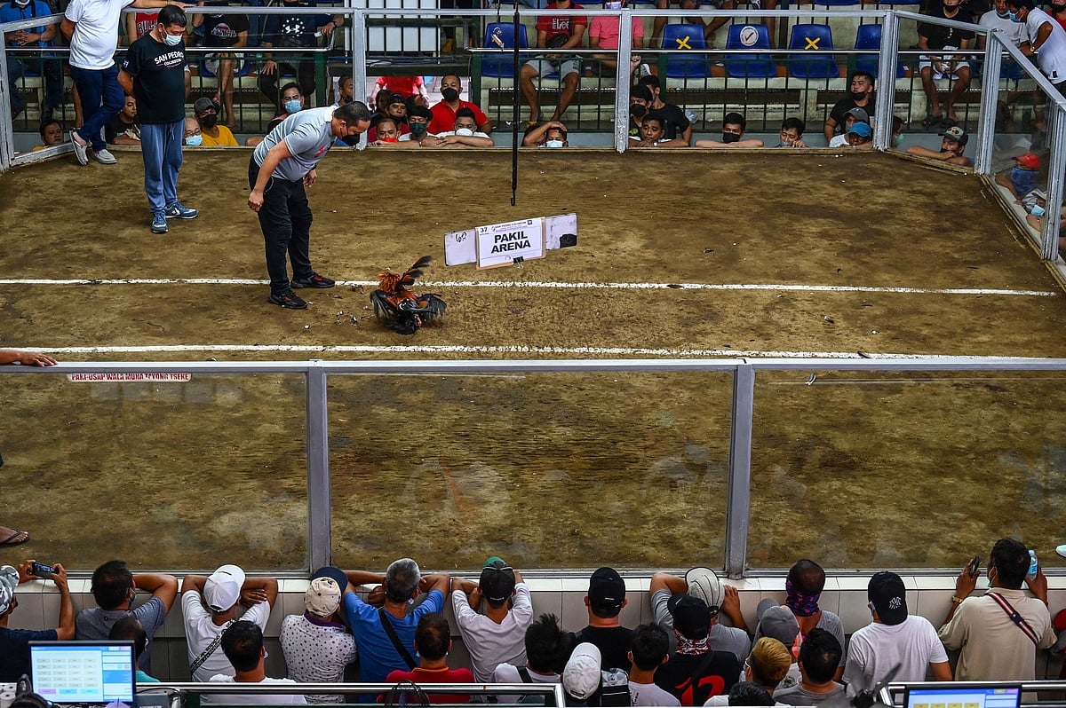 People watch as a referee officiates a cockfighting match at the San Pedro Coliseum in Laguna province on August 26, 2022.