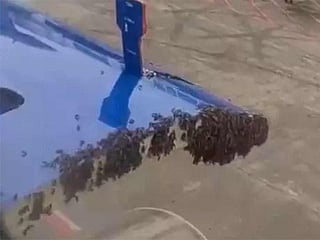 Bees invade Indigo plane in Surat, forcing fire brigade response