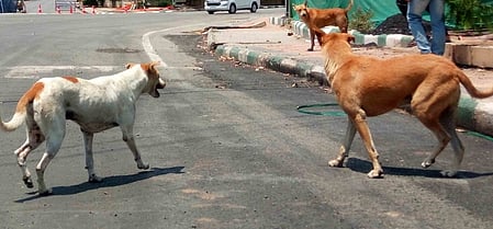 A residence certificate issued to a dog in Bihar was generated and cancelled within minutes. Picture for illustrative purposes.