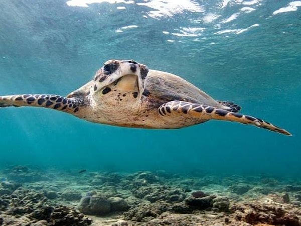 Hawksbill turtle returns to Abu Dhabi’s shores thanks to EAD’s efforts