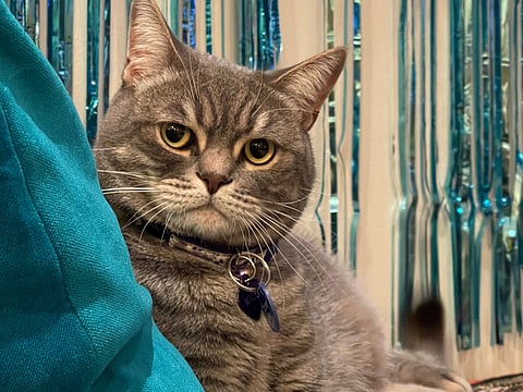 Dubai: When Megan Aninha Pinto first thought about adopting a cat, she had no idea that one small decision would transform not only her own life, but the emotional fabric of her entire family. At the time, she was navigating the difficult terrain of chronic anxiety and depression. Therapy helped, but healing was slow. 

"I remember just feeling stuck," Megan recalls. "I was doing everything I was supposed to—therapy, self-care, all of it—but it still felt like I was walking through fog. Then, out of nowhere, the idea came to me: what if I adopted a cat? It felt random, but it also felt… right."