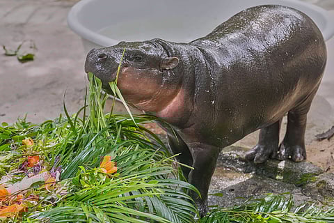 Baby pygmy hippo Moo Deng eats fruit presented for her first birthday celebration at the Khao Kheow Open Zoo in Chonburi province, Thailand, Thursday, July 10, 2025. (AP Photo/Sakchai Lalit)