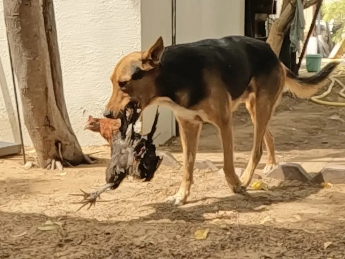 Rover carries the ill hen to his master on Wednesday morning.