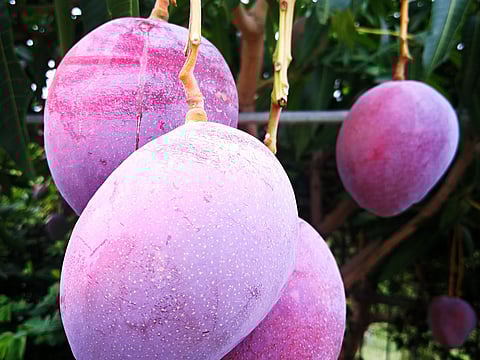 Miyazaki mangoes, also known as "Eggs of the Sun," are a highly sought-after variety originating from Miyazaki Prefecture in Japan. They are prized for their exceptional sweetness, vibrant red colour, and non-fibrous texture. 