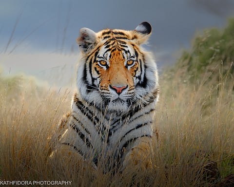 Dubai: In this captivating reader photo essay, Kathlene Fidora, 33, takes us on a journey from the vibrant streets of Manila to the untamed wilderness of South Africa. Now based in Dubai for over a decade, Fidora’s passion for photography—and for protecting the animals she captures—runs deep. Her journey started in 5th grade, when a school photo contest sparked a lifelong obsession with storytelling. “That day, I knew photography wasn’t just a hobby—it was my voice,” she says. 