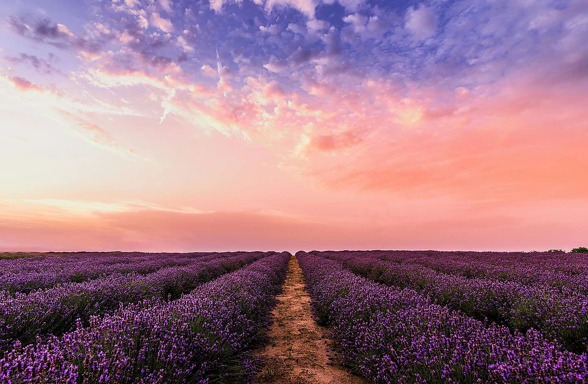 Lavender fields are always a must to see in England.