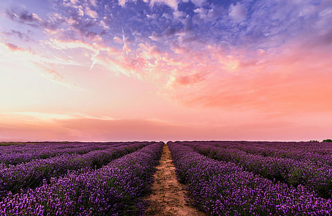 Lavender fields are always a must to see in England.