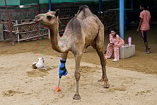 Watch: Amputee camel walks again with prosthetic leg in Pakistan