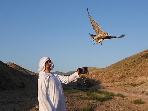 Celebrating 30 years: Sheikh Zayed Program releases 81 falcons into the wild