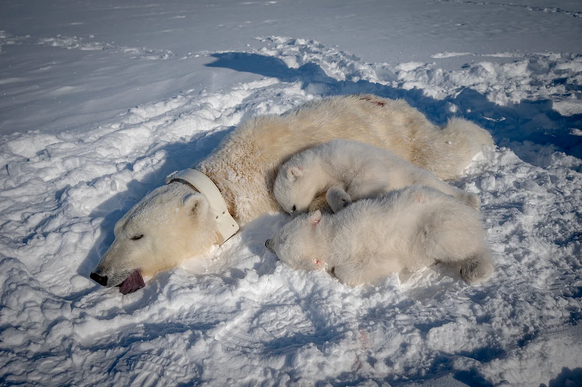 A sedated female polar bear with a GPS collar and her two cubs in eastern Spitzbergen, in the Svalbard archipelago