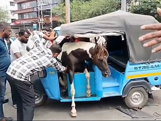 Horse fight in India’s Jabalpur causes chaos, crashes into E-rickshaw