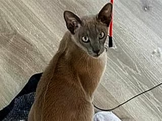 Leonardo da Pinchy: New Zealand cat becomes notorious laundry thief