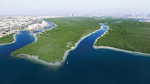 UAE to plant 100 million mangrove trees by 2030