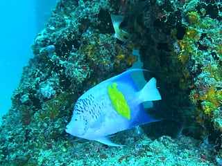 DUBAI REEF initiative shows major gains in fish biomass and biodiversity