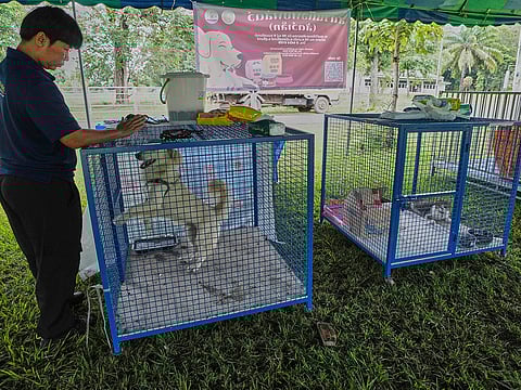 A Thai officer plays with a dog at a shelter for pets whose owners fled homes following clashes between Thai and Cambodian soldiers, unable to take their animals with them, in Surin province, Thailand, Sunday, July 27, 2025.
