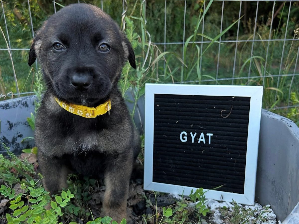 Gyat