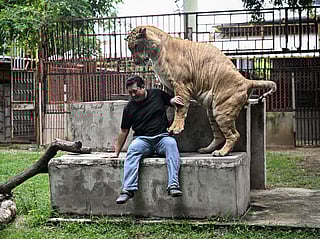 Thailand's pet lion problem sparks concern amongst conservationists
