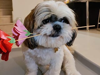 How Teddy the Shih Tzu became Dubai teacher’s ultimate stress-reliever