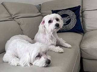 Feeling stressed? Could a Maltese pet be the answer?