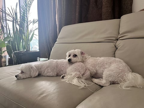 From emotional support to daily joy, discover how two adorable Maltese pets, Gucci and Timmy, prove dogs are truly man’s best friend.