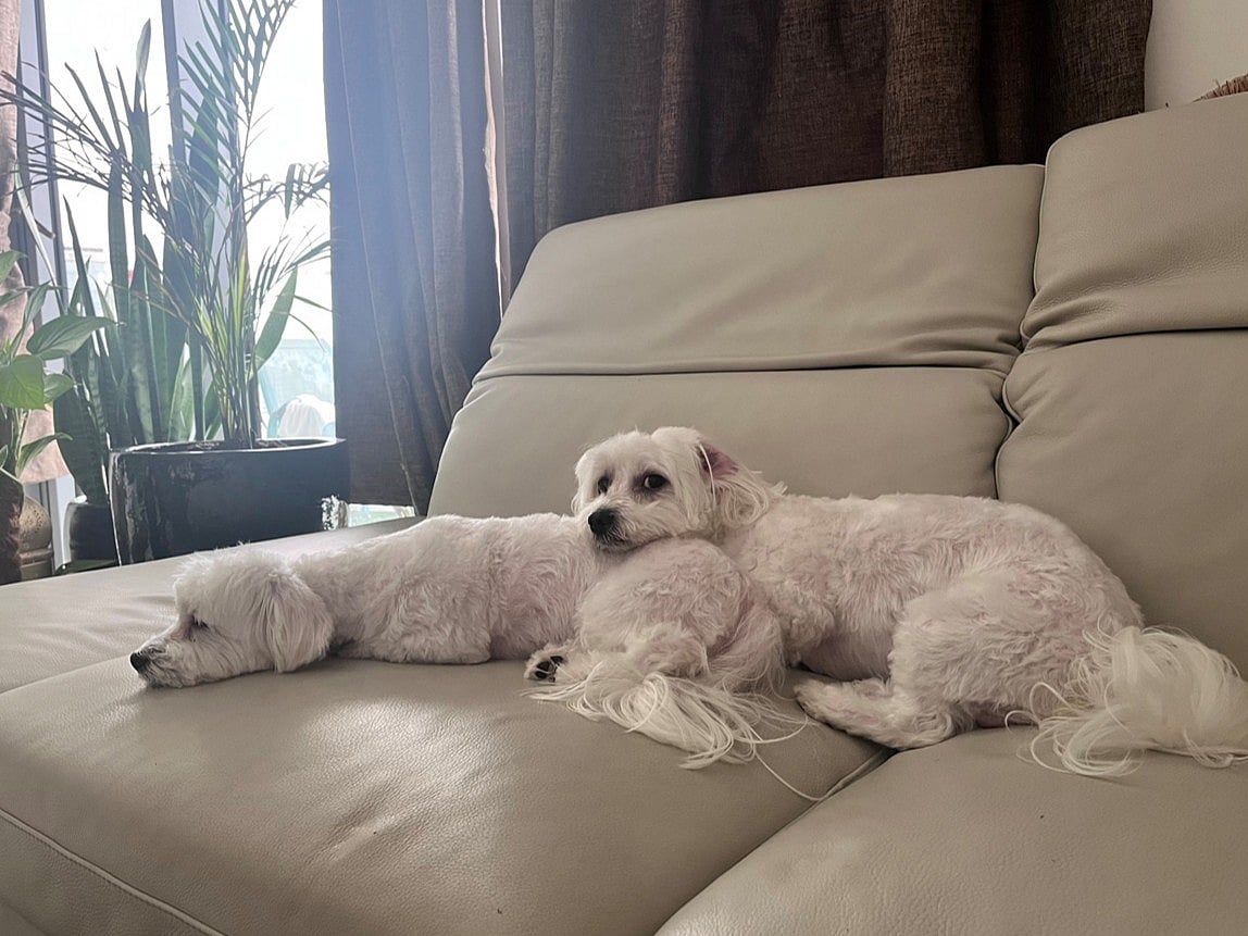 From emotional support to daily joy, discover how two adorable Maltese pets, Gucci and Timmy, prove dogs are truly man’s best friend.