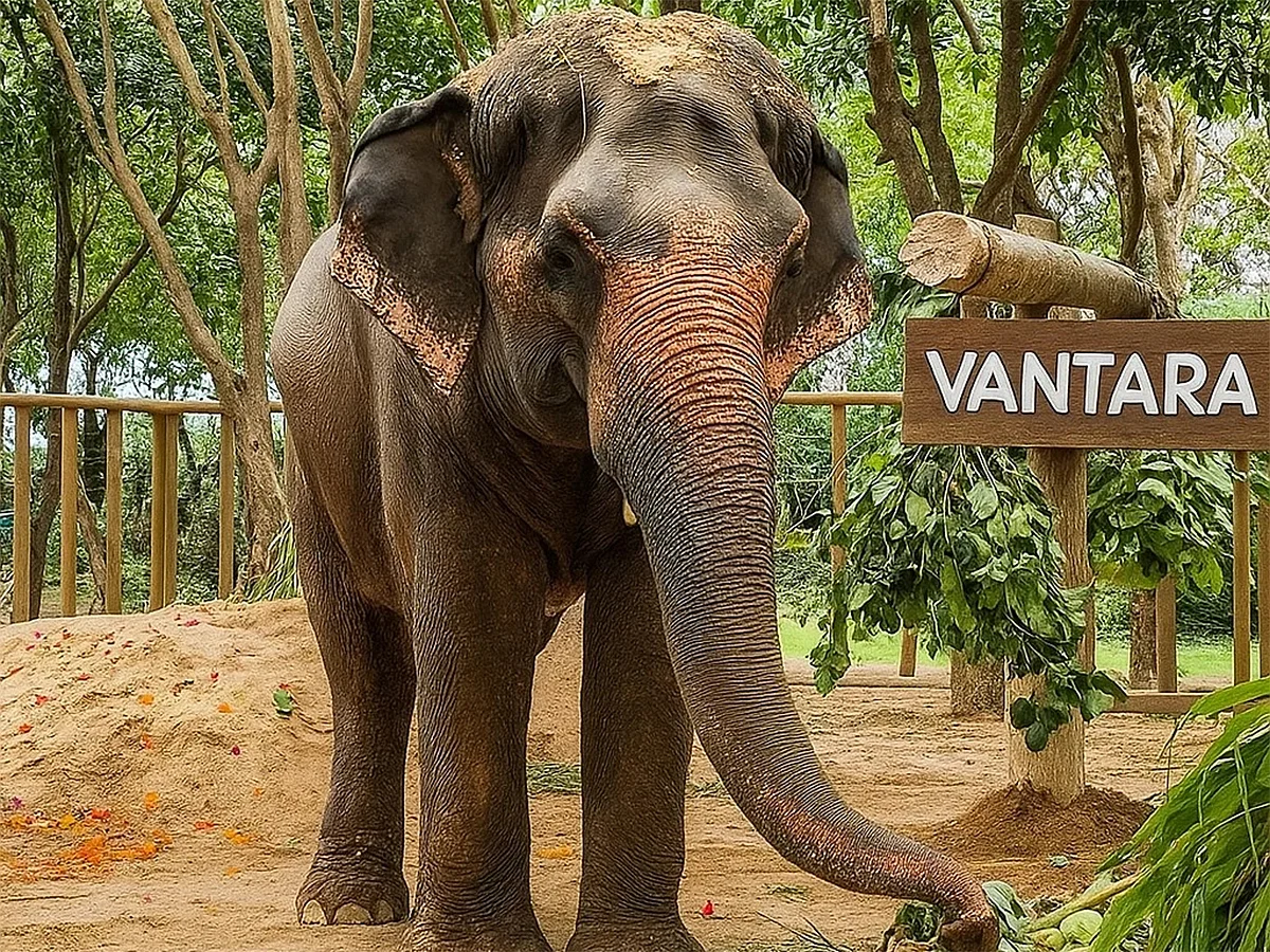 Madhuri the elephant