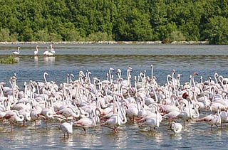 How Abu Dhabi's protected reserves are a global model for conservation