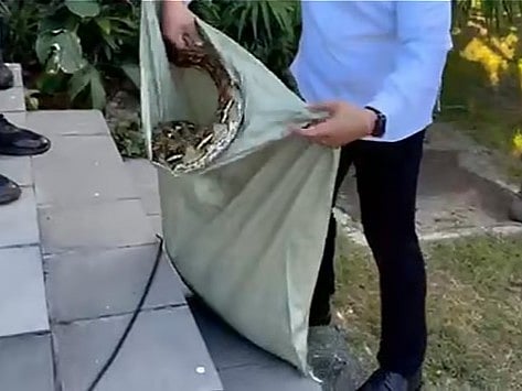 Snake caught at Villamor Air Base hours before Marcos' India flight