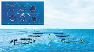 Abu Dhabi's Dalma Fish Project uses AI to boost sustainable aquaculture in the UAE