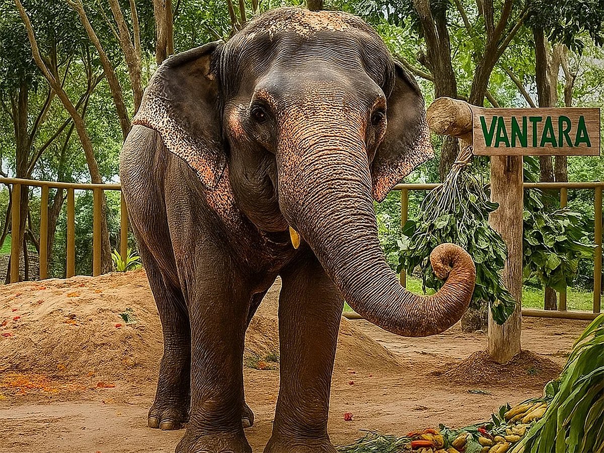 Madhuri the elephant at the Vantara wildlife rescue and rehabilitation centre in Jamnagar, Gujarat. 