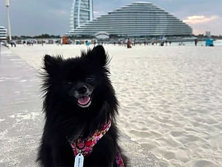 Stylish pup Mochi takes over the UAE with doggy parties, staycations, and supermarket runs in Dubai